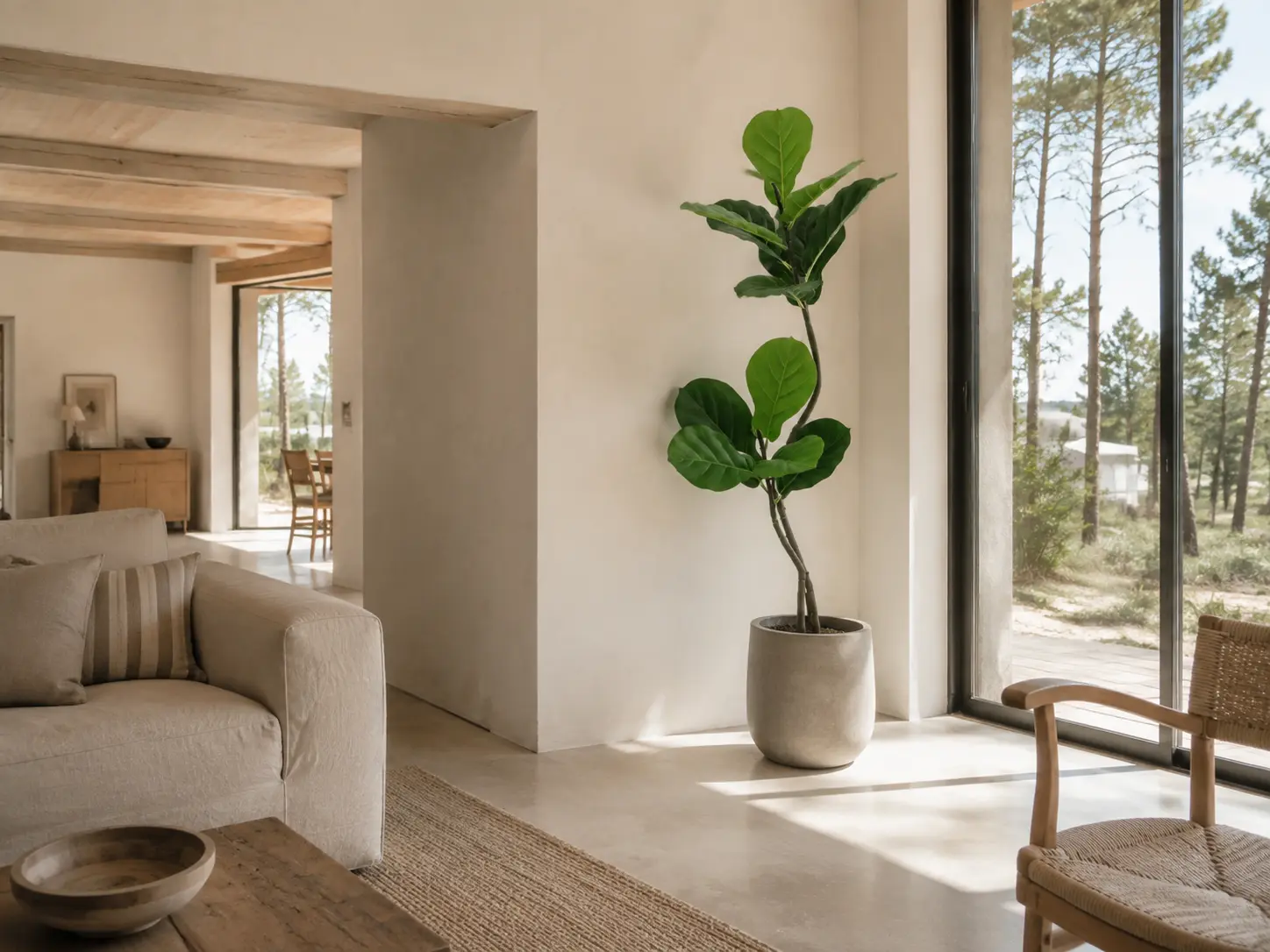Ficus dans le séjour lumineux d’une maison de vacances face aux pins