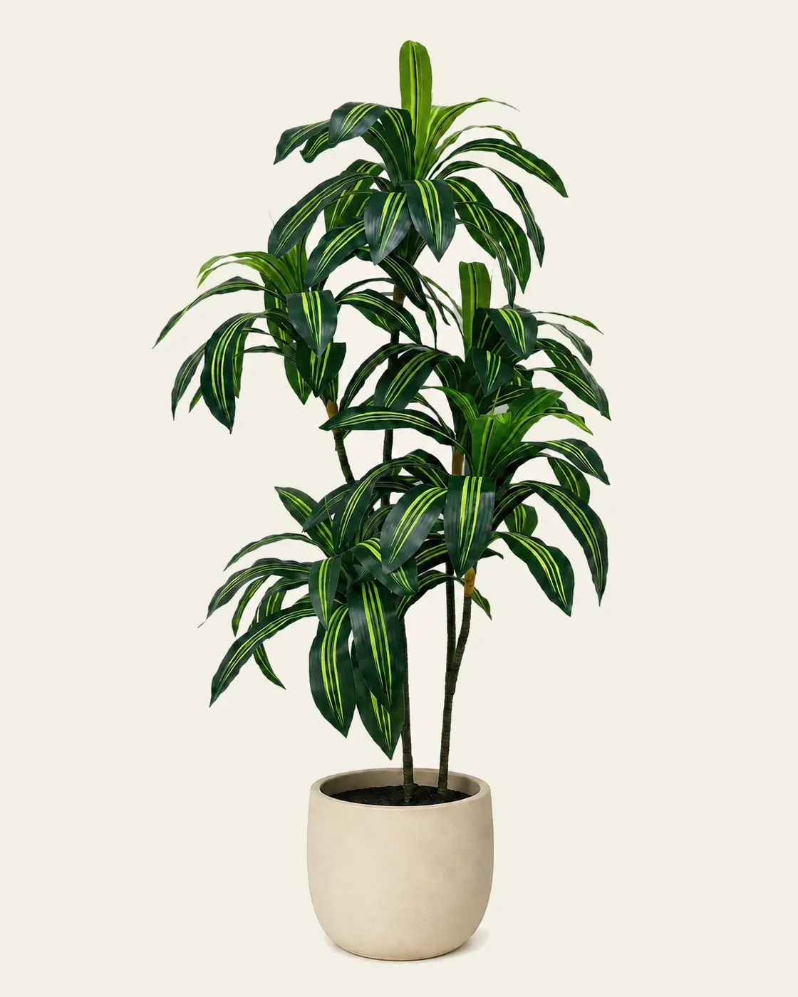 Dracaena des Oyats