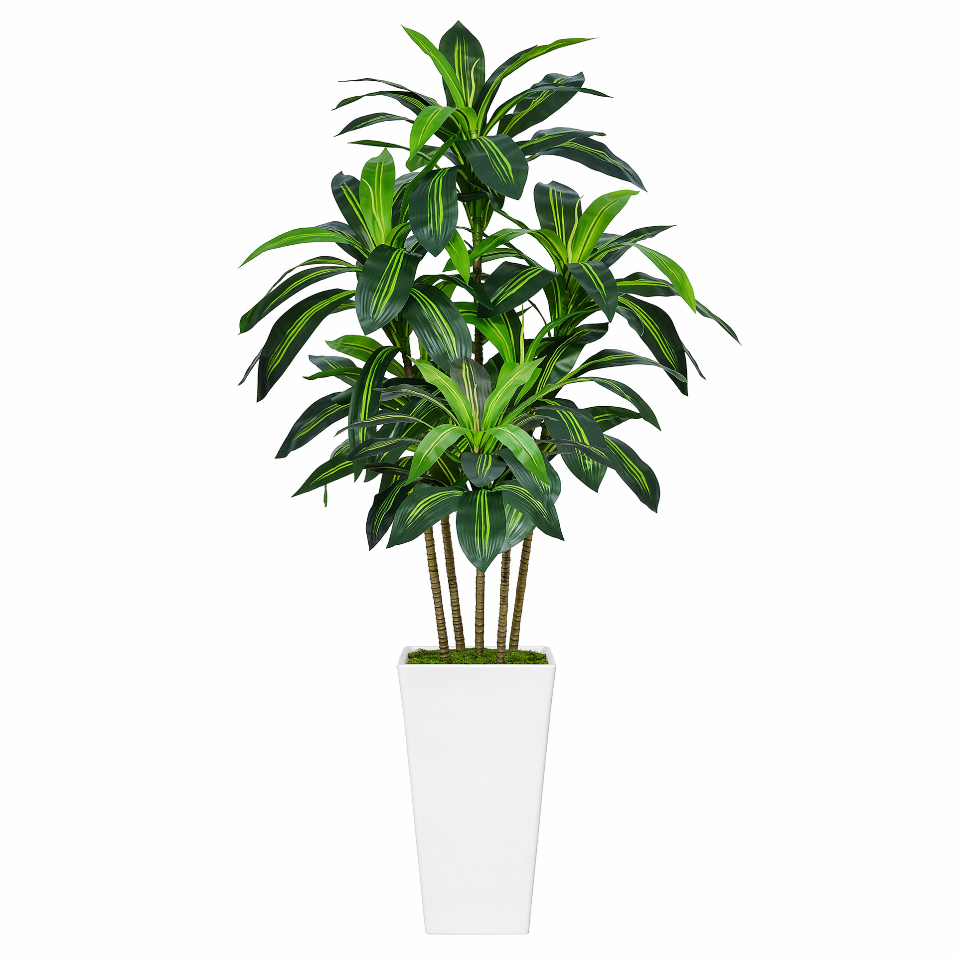 Dracaena Tamaris