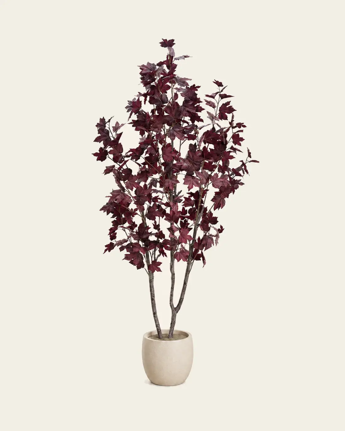 Érable Pourpre de Vensac