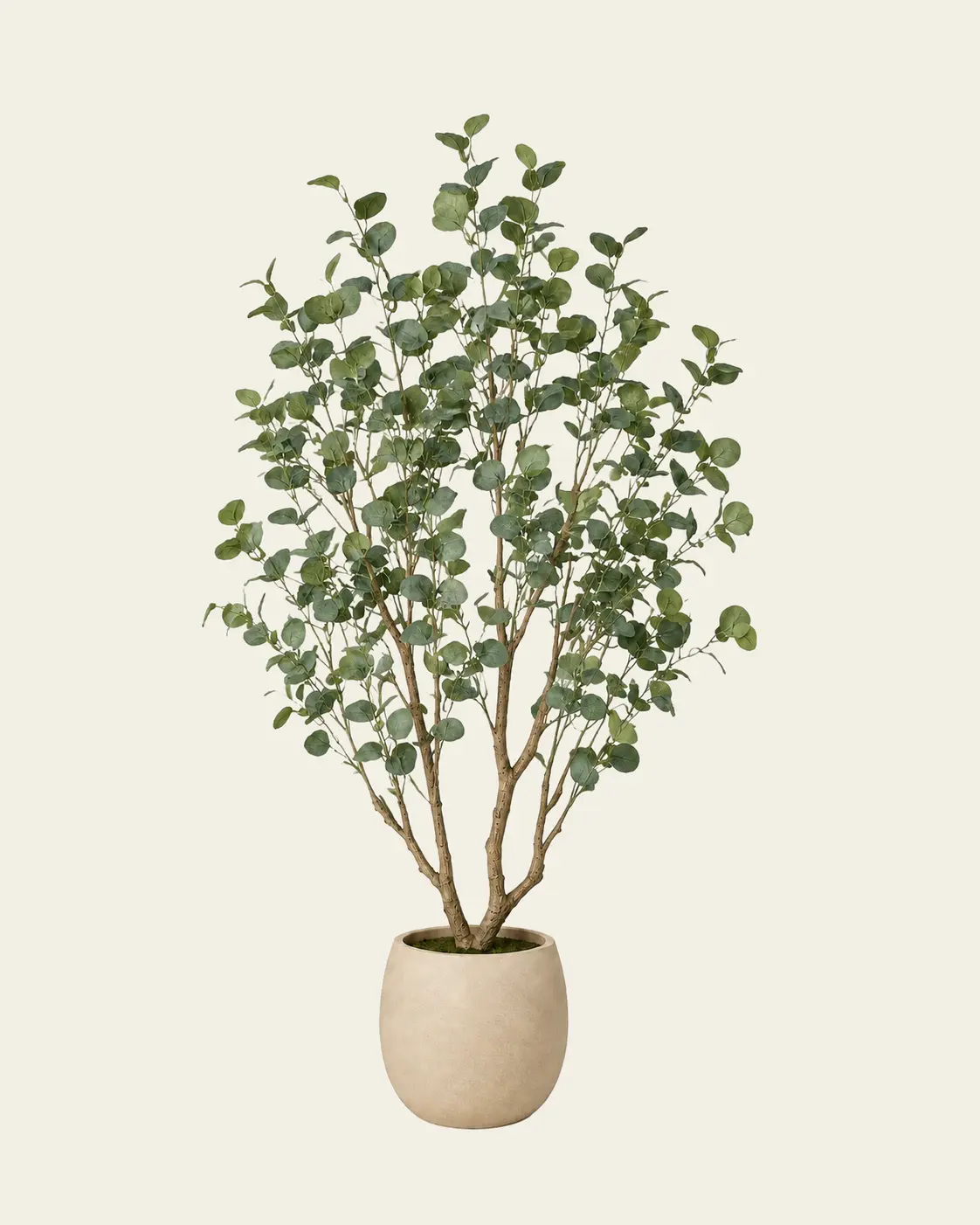Eucalyptus de l’Amélie