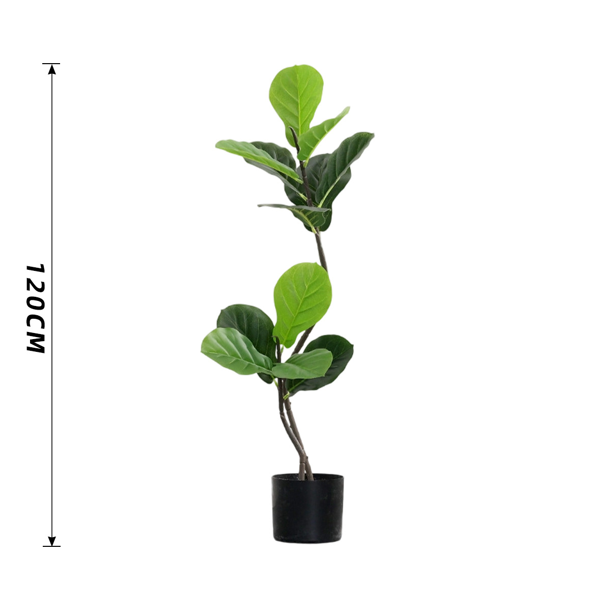 Ficus Montalivet